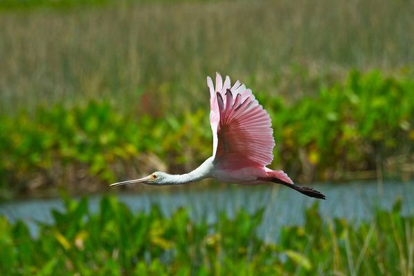 Florida-Sarasota-Celery Fields-Roseate Spoonbill-Flying